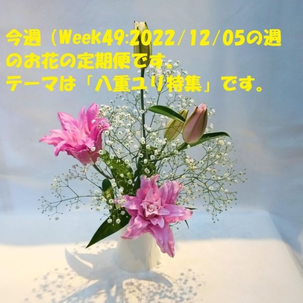 画像1: お花の週刊定期便（お届け・1回コース） (1)