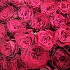 【男の花贈り】赤バラ１２本の花束